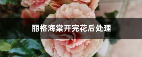 丽格海棠开完花后处理