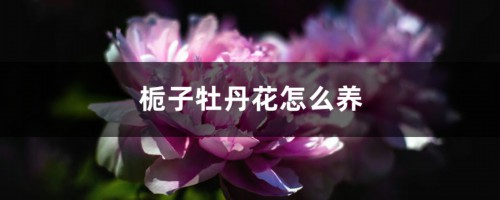 栀子牡丹花怎么养