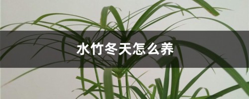 水竹冬天怎么养