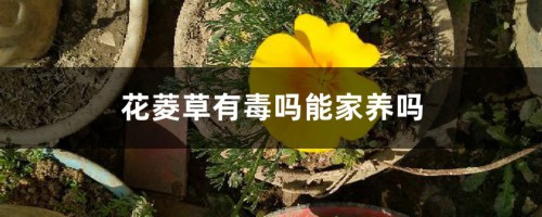 花菱草有毒吗能家养吗