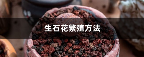 生石花繁殖方法