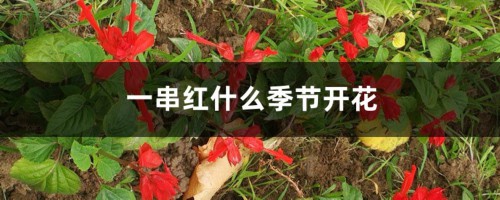 一串红什么季节开花