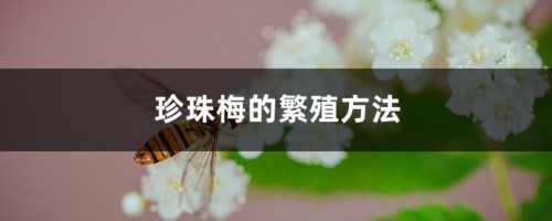 珍珠梅的繁殖方法